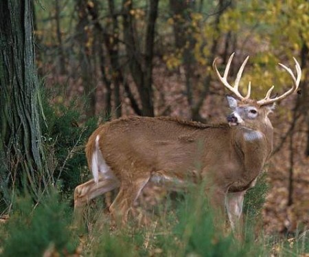 White-Tailed-Deer-Buck
