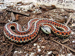 GARTER SNAKE