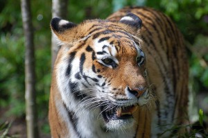 tiger