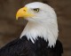 “God Save the United States of America”