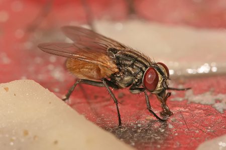 house fly
