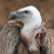 Eco-imperialism Joins Vulture Environmentalism