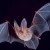 Cut Fingers, Cancer, Bats and Birds