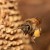 To Bee or Not to Bee