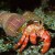 Life in a Climate Cataclysm Box