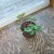 The Cyclamen Plant