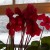 Remember the Cyclamen?