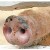 How to Catch Wild Pigs