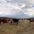 The Race Between the Tortoise and the Bovine