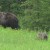Mother Bear Gets Mad