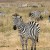 A Zebra and its Stripes