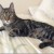 Well-Known Cat Becomes First Member of Medical Co-Op pb