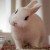 In the Land of the Dumb Bunnies (RR)