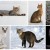 The Game (aka The Cat Contingency)