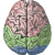 The Reason for Your Brain (RR)