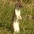 The Dance of the Muslim Stoat