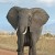Eleanor, the Talking Elephant (RR)
