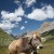 Cow Land
