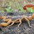 A Modern Day Fable: The Scorpion and the Frog