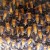Don’t Bee-lieve the Latest Bee-pocalypse Scare