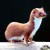 There be Weasels in Washington (RR)
