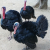 Ringside Politics Turkeys of the Year: 3 GOP Sore Losers