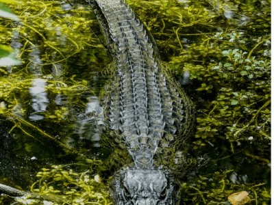 AFFH: The Swamp Alligator That Must Be Removed!