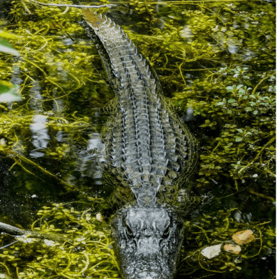 AFFH: The Swamp Alligator That Must Be Removed!
