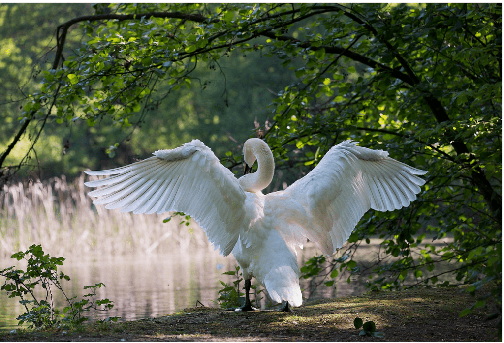 Twirly Birds