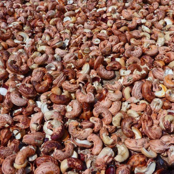 Nuts! Drongos! Nuts!