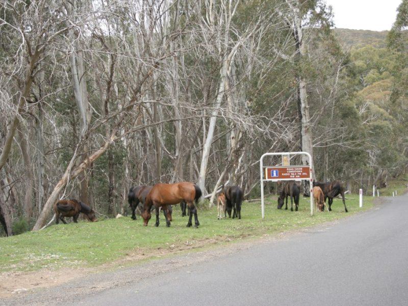 Roll Over, Banjo, They’re Culling Your Brumbies