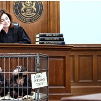 Judge Says Monkeys Have Human Rights, Babies Don’t
