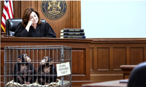 Judge Says Monkeys Have Human Rights, Babies Don’t